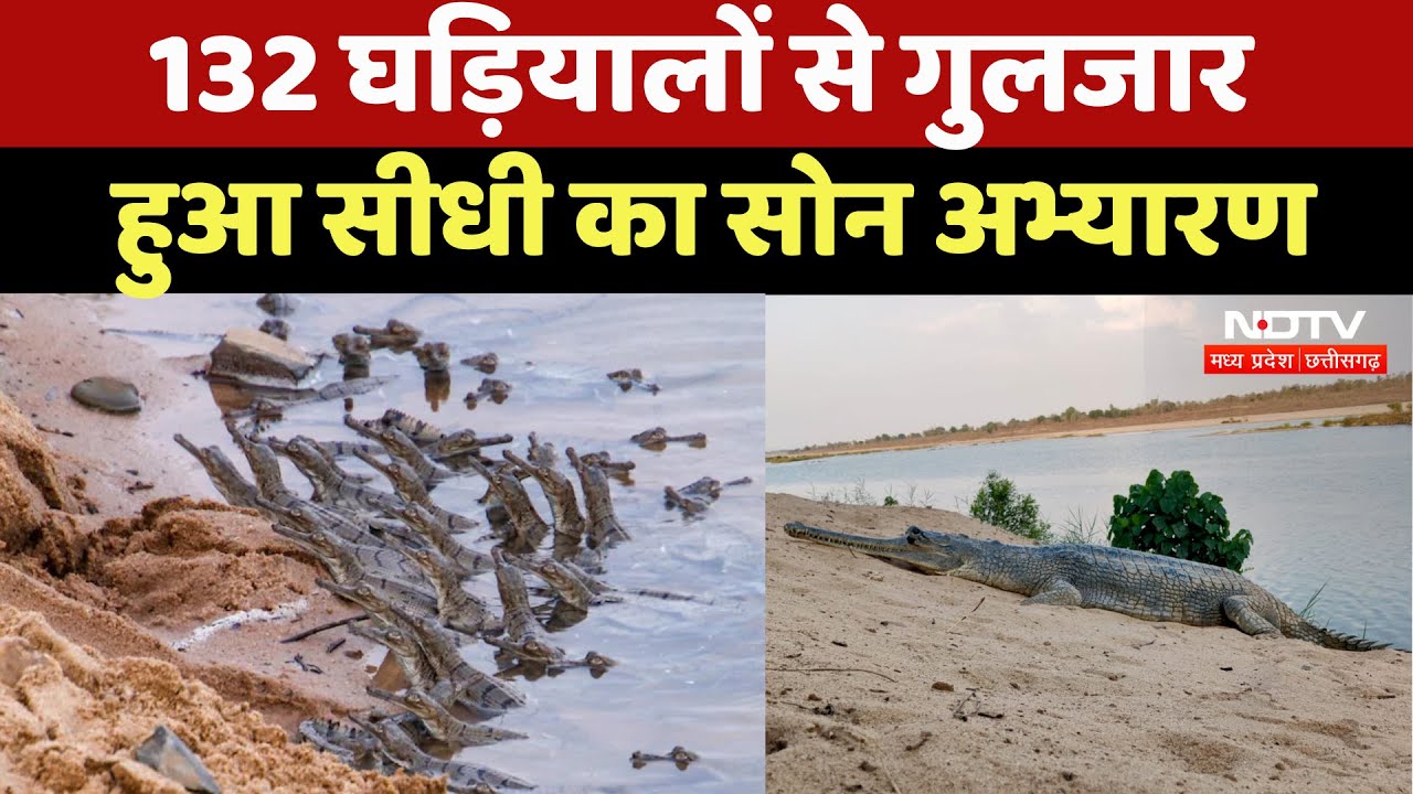 Sidhi News : Alligators से गुलजार हुआ सीधी का Son Sanctuary, 132 हुई बच्चों की संख्या