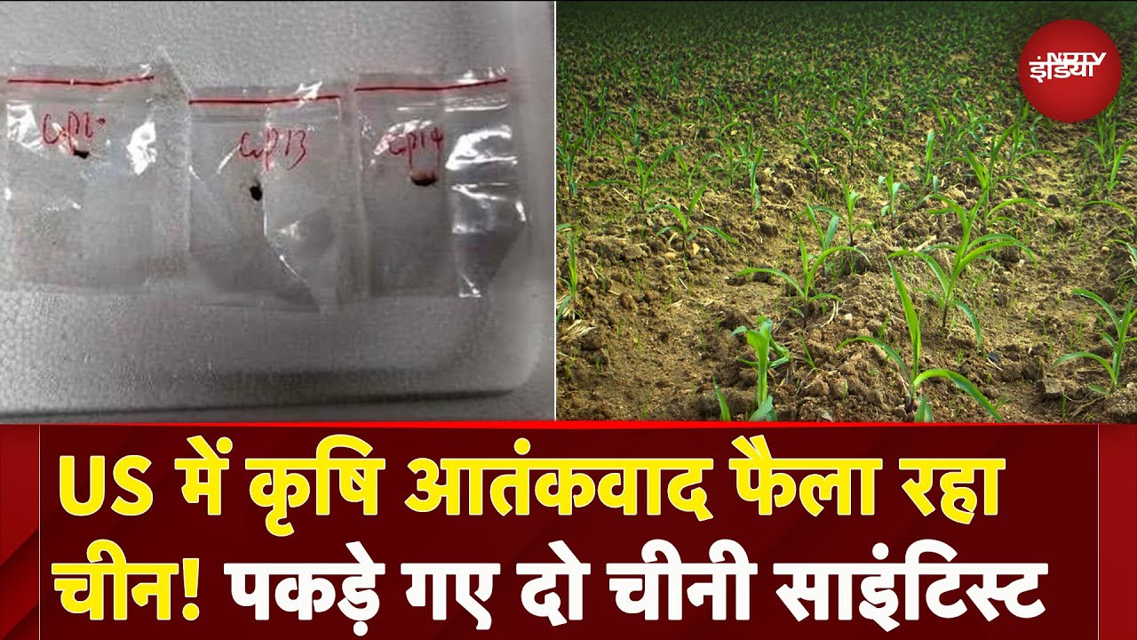 America में Agriculture Terrorism फैलाने की साजिश कर रहा China, फंगस लाते पकड़े गए दो चीनी साइंटिस्ट