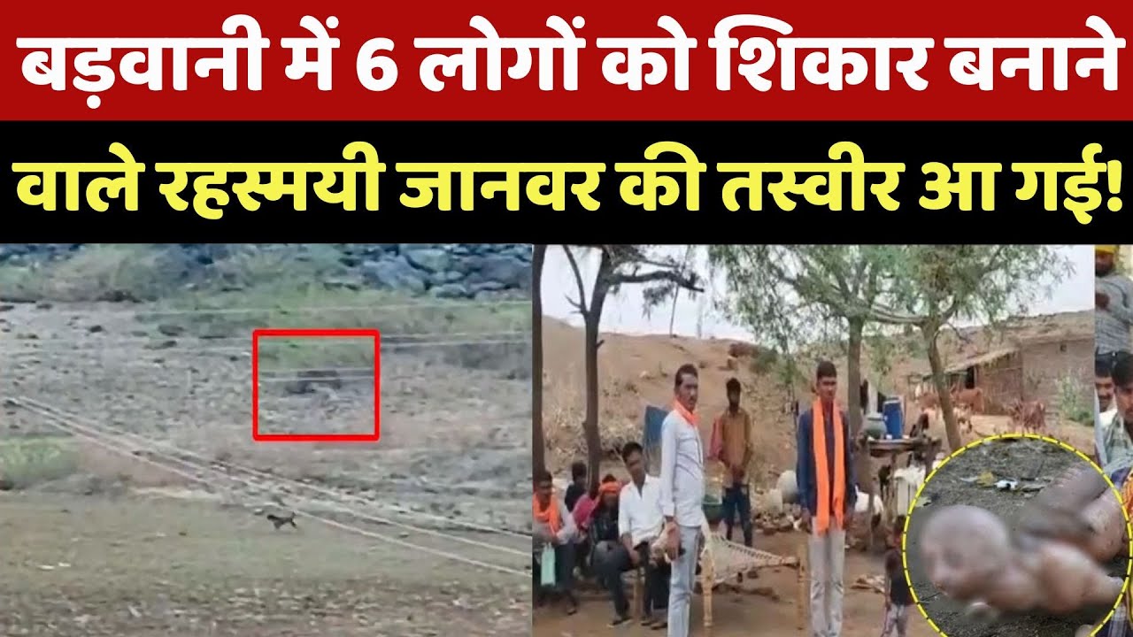 Mysterious Animal In Barwani: बड़वानी में 6 लोगों को शिकार बनाने वाले रहस्मयी जानवर की तस्वीर आ गई! Mysterious Animal In Barwani: बड़वानी में 6 लोगों को शिकार बनाने वाले रहस्मयी जानवर की तस्वीर आ गई!