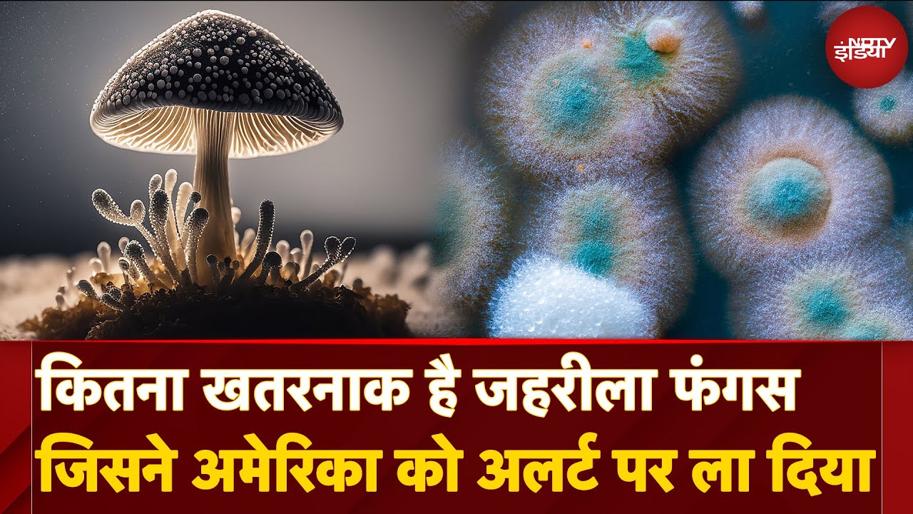 China से America Smuggle किया गया Toxic Fungus Fusarium Graminearum! Agro-Terrorism की साजिश?