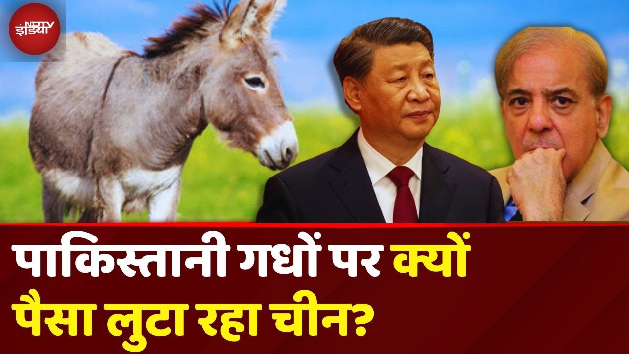 Pakistan Donkey Deal: गधों के सहारे टिकी है पाकिस्तान की इकॉनमी? | China | Ejiao Pakistan Donkey Deal: गधों के सहारे टिकी है पाकिस्तान की इकॉनमी? | China | Ejiao