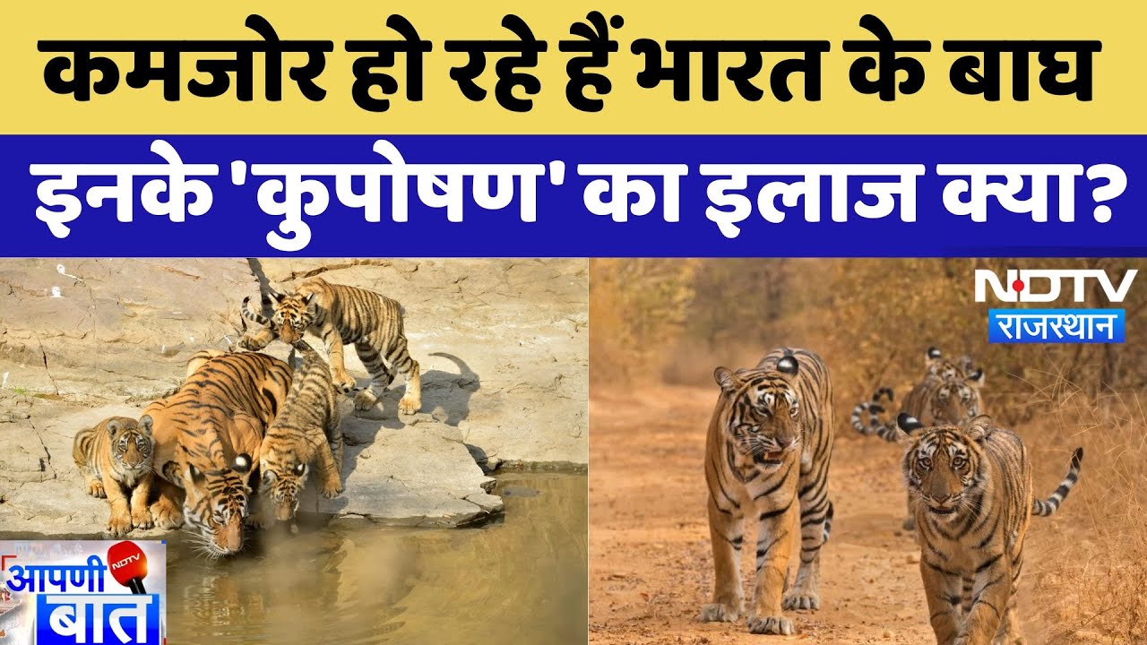 Tiger Relocation: कमजोर हो रहे हैं बाघ, कुपोषण का समाधान क्या है? | Latest News | AAPNI BAAT