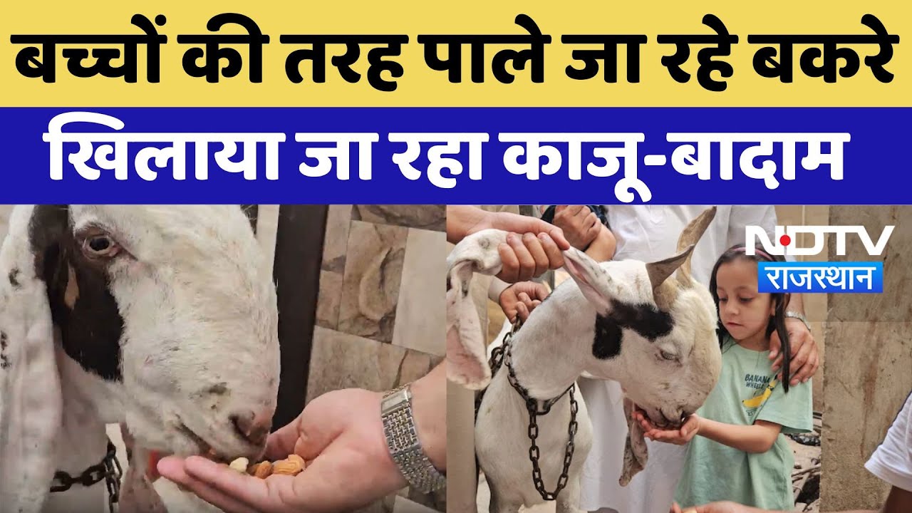 Ajmer में बिक रहे खास नस्ल के Goats,खिलाया जा रहा काजू-बादाम | Bakrid | Latest News | Rajasthan