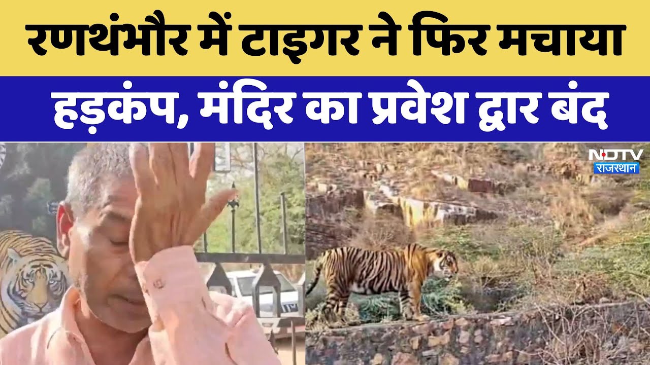 रणथंभौर में टाइगर ने फिर मचाया हड़कंप, मंदिर का प्रवेश द्वार बंद रणथंभौर में टाइगर ने फिर मचाया हड़कंप, मंदिर का प्रवेश द्वार बंद
