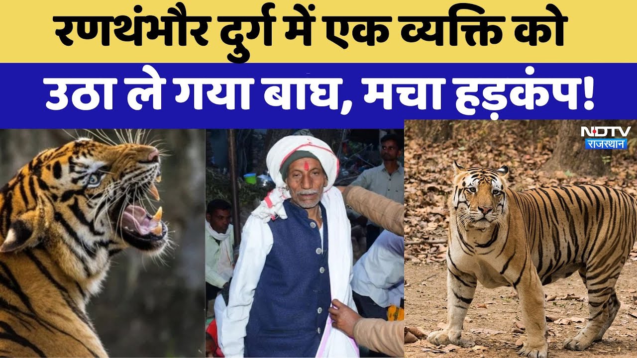Tiger Attack in Ranthambore National park: एक व्यक्ति को उठा ले गया, Action में वन विभाग | Breaking Tiger Attack in Ranthambore National park: एक व्यक्ति को उठा ले गया, Action में वन विभाग | Breaking