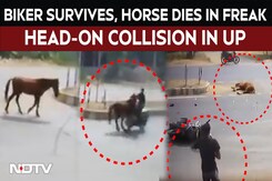 On CCTV, Biker Survives, Horse Dies in Freak Head-On Collision in UP's Kaushambi On CCTV, Biker Survives, Horse Dies in Freak Head-On Collision in UP's Kaushambi