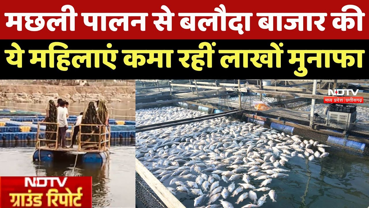 Fish Farming: मछली पालन से Baloda Bazar की ये महिलाएं कमा रहीं लाखों मुनाफा