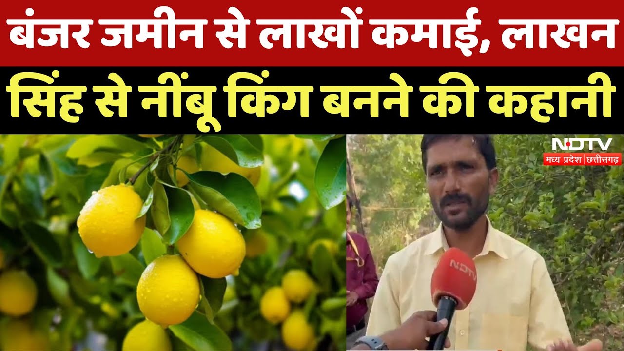 Guna के Lakhan Singh कैसे बने Nimboo King? | Madhya Pradesh | Lemon Farming | Farmer | Latest News