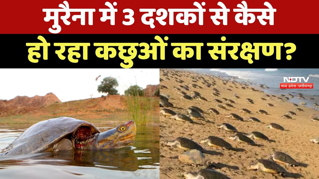 Morena में 3 दशकों से कैसे हो रहा Turtles का संरक्षण?