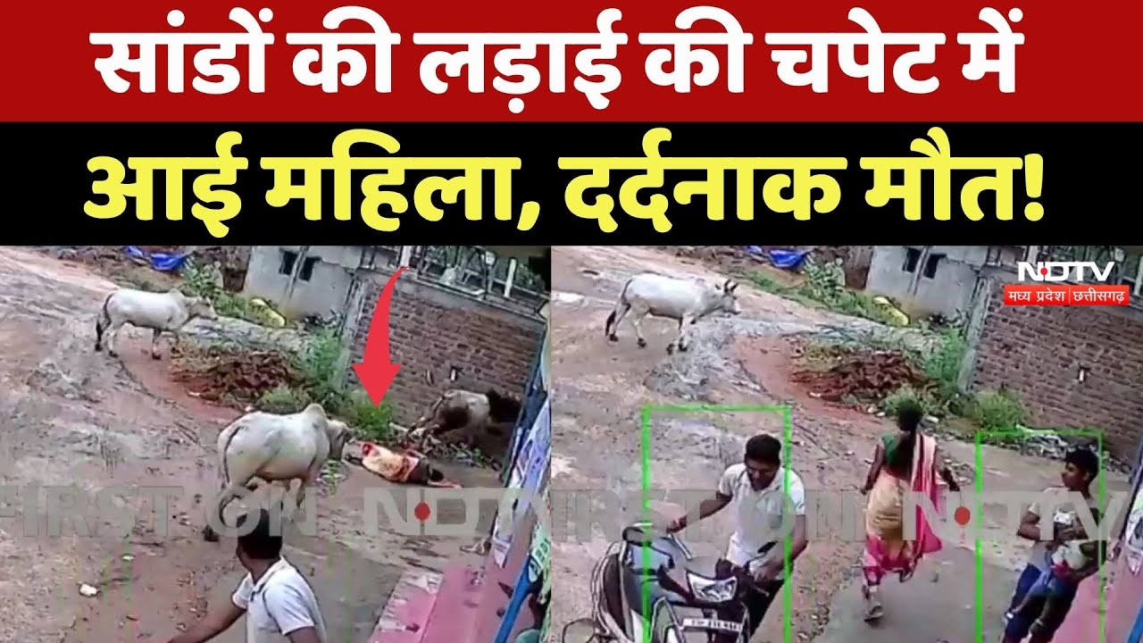 Viral Video: 2 सांडों की लड़ाई में गई महिला की जान, देखिए रुह कंपा देने वाला ये Viral Video | CG