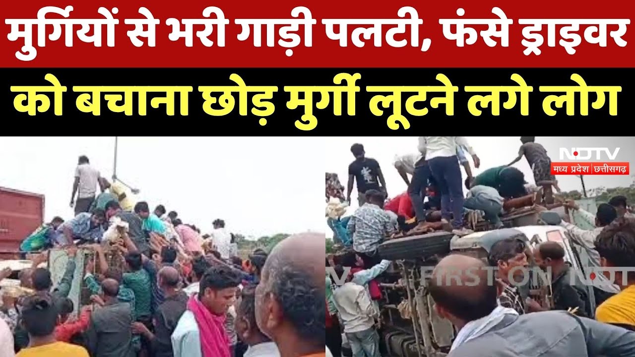 Bemetara News: मुर्गियों से भरी गाड़ी पलटी, फंसे Driver को बचाना छोड़ मुर्गी लूटने लगे लोग
