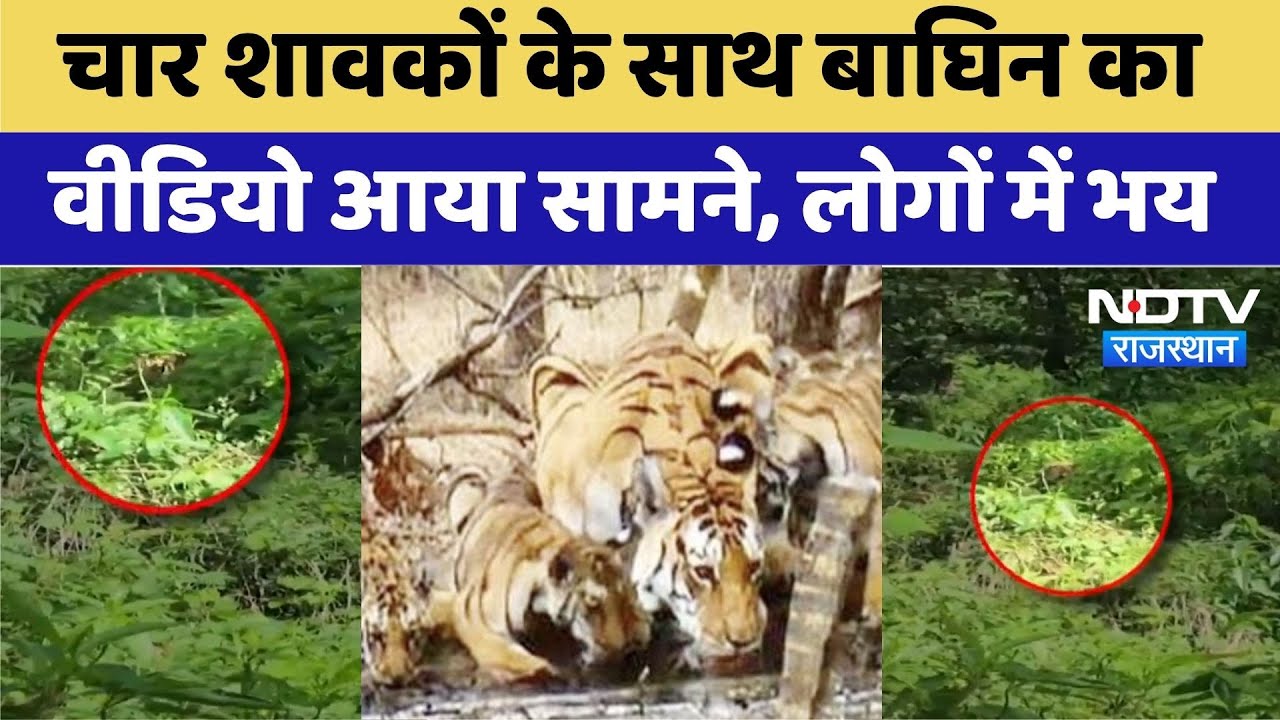Tigress with Cubs Video: 4 शावकों के साथ बाघिन का वीडियो आया, लोगों में दहशत। Tiger Attack। Top News