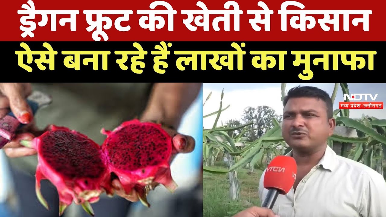 Rewa News : Dragon Fruit की खेती से Farmers ऐसे बना रहे हैं लाखों का मुनाफा