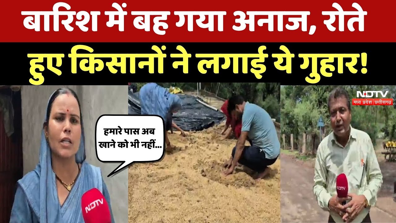 Shivpuri News: बारिश के बाद बह गया अनाज, परेशान किसानों ने NDTV से क्या कहा? Monsoon 2025 | Rain