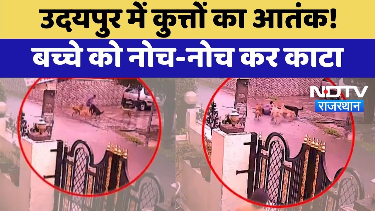 Stray Dogs Attack: Udaipur में आवारा कुत्तों का कहर, बच्चे पर किया हमला | Top News | Rajasthan News Stray Dogs Attack: Udaipur में आवारा कुत्तों का कहर, बच्चे पर किया हमला | Top News | Rajasthan News