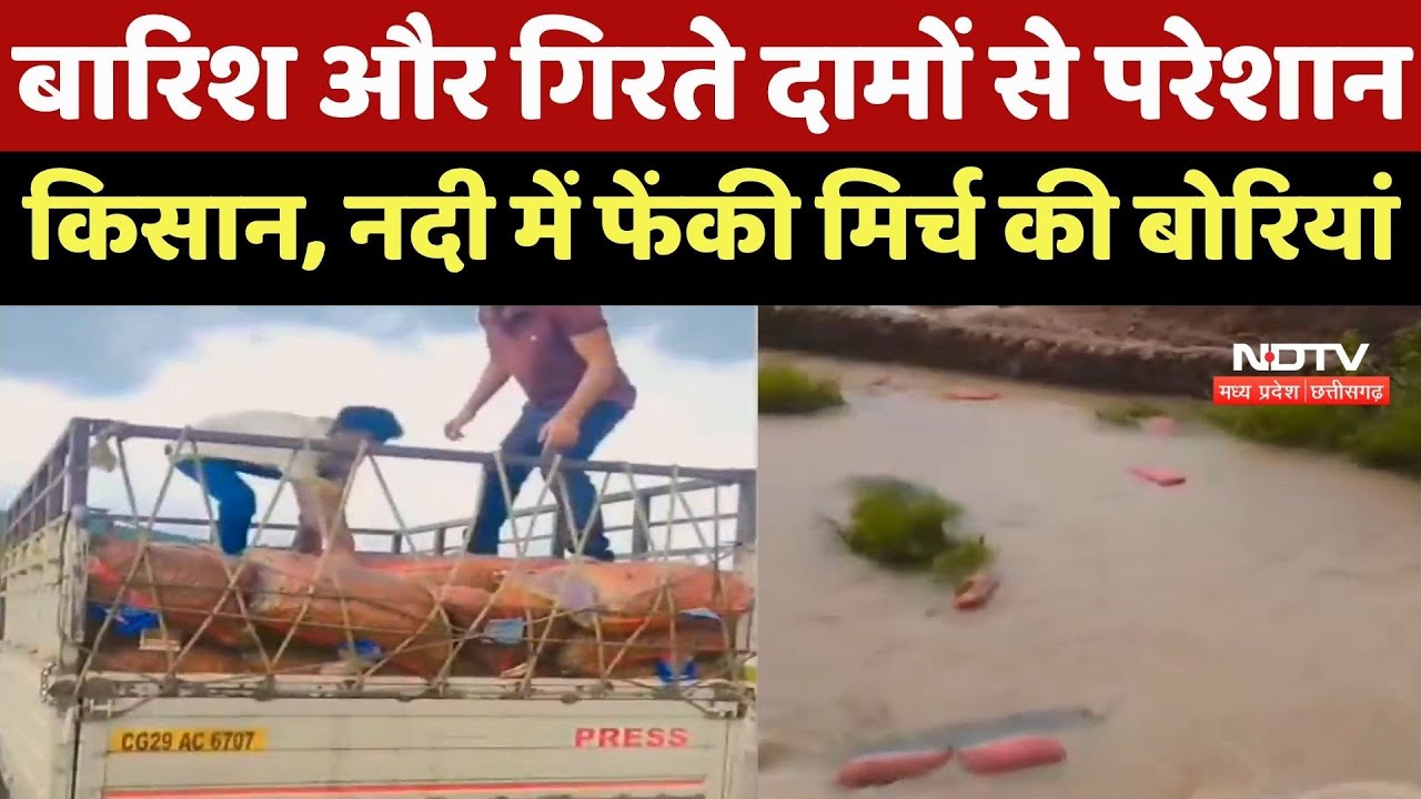 Jashpur News : बारिश और गिरते दामों से परेशान Farmers, River में फेंकी मिर्च की बोरियां