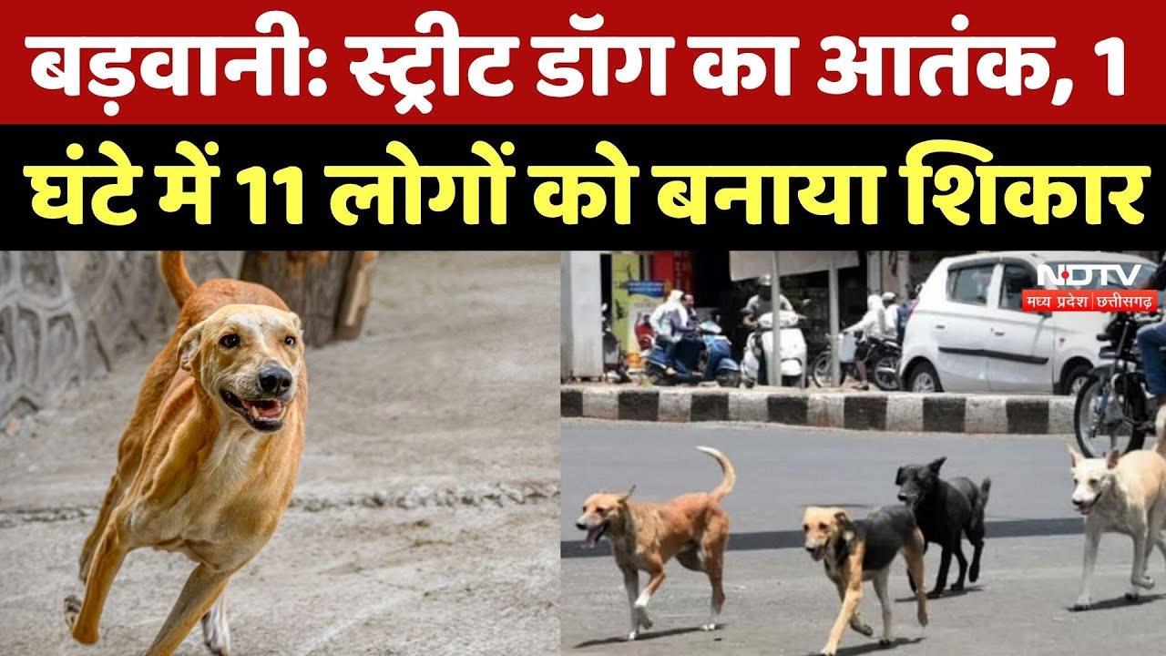 Barwani में Street Dog का आतंक, 1 घंटे में 11 लोगों को काटा | MP Top News | Latest Hindi News