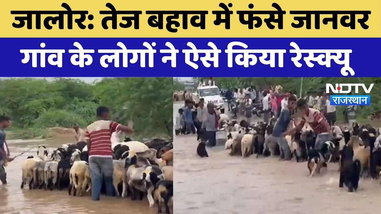 तेज बहाव में फंसे जानवर, गांव के लोगों ने ऐसे किया रेस्क्यू