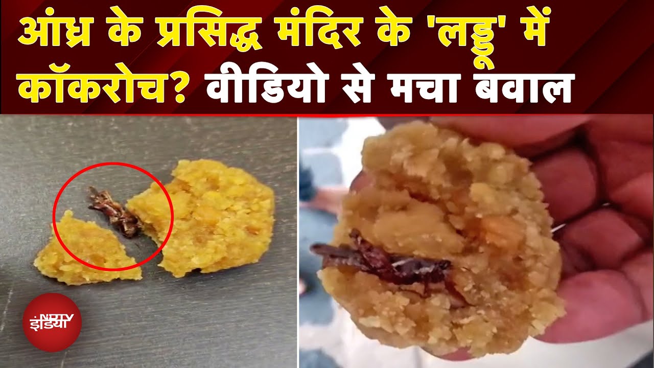 Andhra Temple 'Laddoo' Controversy: प्रसाद में Cockroach का Video Viral, मंदिर प्रबंधन ने क्या कहा?