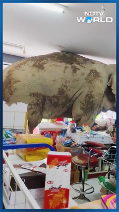 Elephant Enters Convenience Store, Goes On Snacking Spree In Thailand