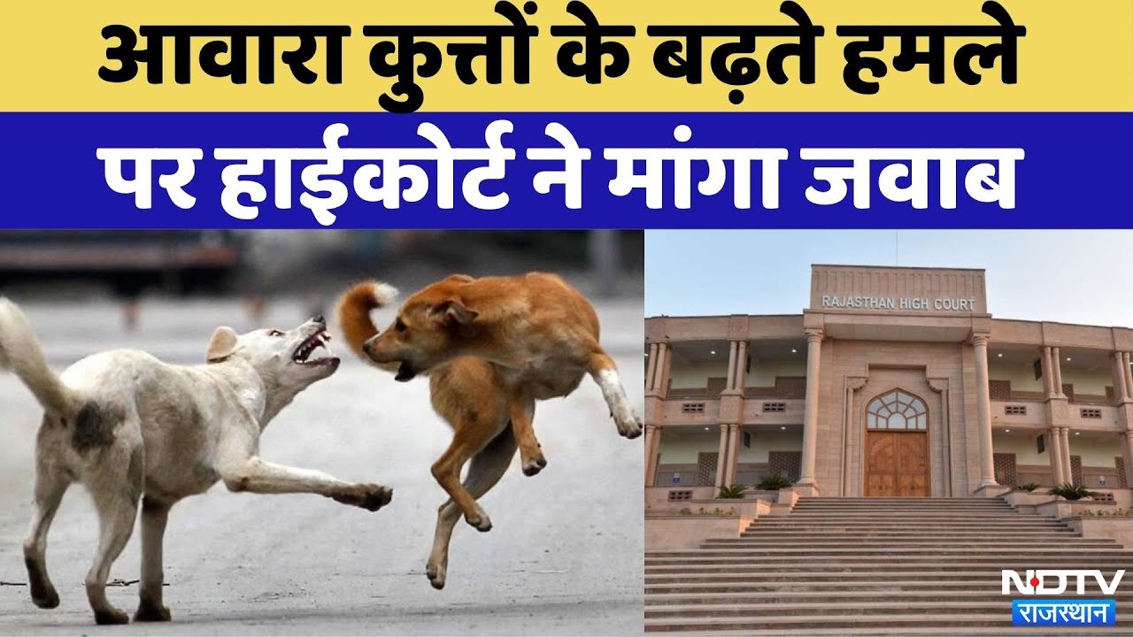 Rajasthan में Stray Dogs के बढ़ते हमले पर High Court ने मांगा जवाब | Latest News | Viral Video Rajasthan में Stray Dogs के बढ़ते हमले पर High Court ने मांगा जवाब | Latest News | Viral Video