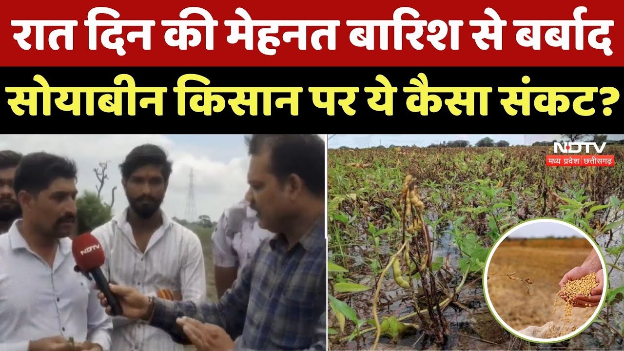 Soybean Farmers: रात दिन की मेहनत बारिश से बर्बाद, सोयाबीन किसान पर ये कैसा संकट?