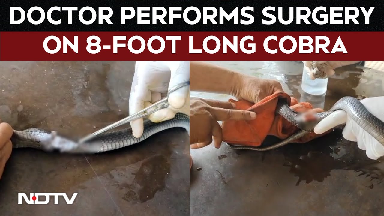Cobra Snake Surgery | Doctor Performs Surgery On 8-Foot Long Cobra In ...