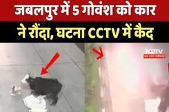 Jabalpur Viral Video: 5 गोवंश को Car ने रौंदा, घटना CCTV में कैद Jabalpur Viral Video: 5 गोवंश को Car ने रौंदा, घटना CCTV में कैद