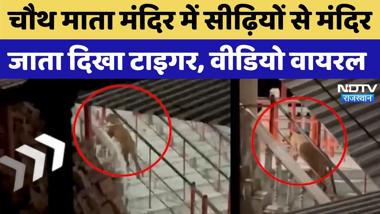 Viral Video: Chauth Mata Temple दिखा Tiger | Latest News | Rajasthan News | Sawai Madhopur