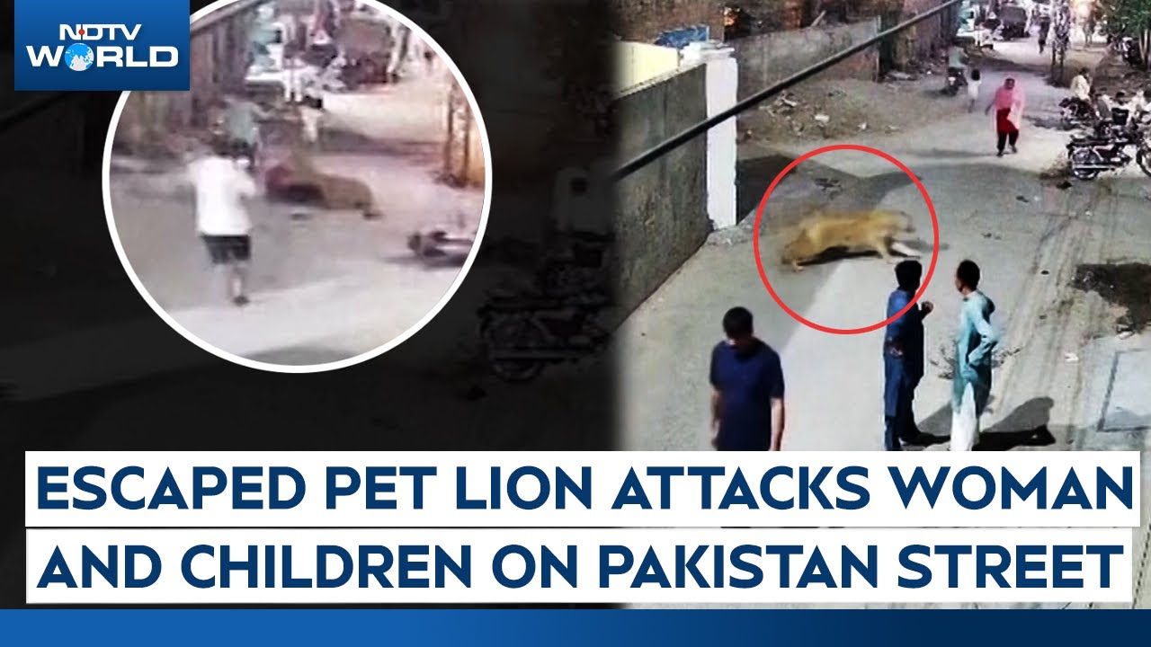 Video: Escaped Pet Lion Attacks Woman And Children On Pakistan Street