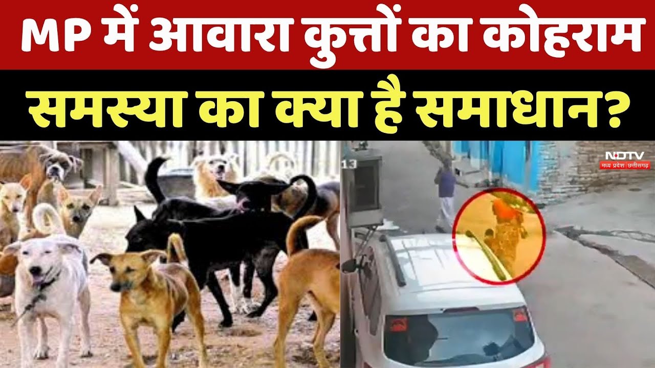Dog Attack News : MP में आवारा कुत्तों ने मचाया कोहराम, समस्या का क्या है Solution ?