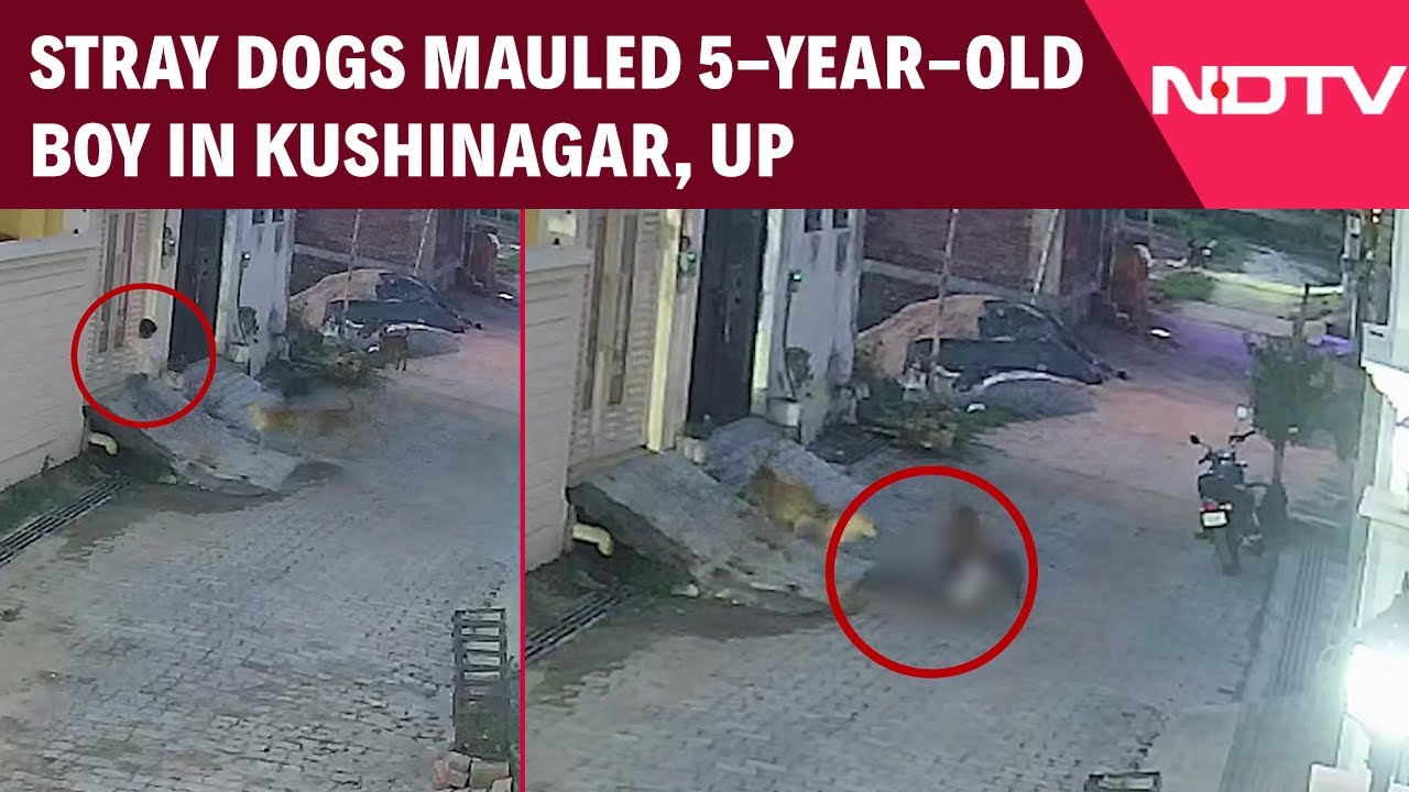 UP Crime News | Stray Dogs Attacked A 5-Year-Old Boy In Kushinagar, UP ...