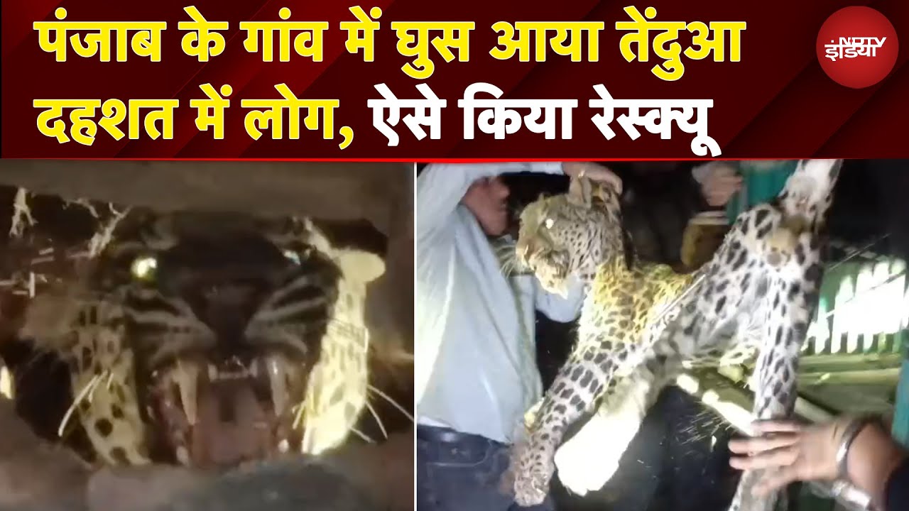 Punjab के गांव में घुस आया तेंदुआ दहशत में लोग | Leopard Viral Video