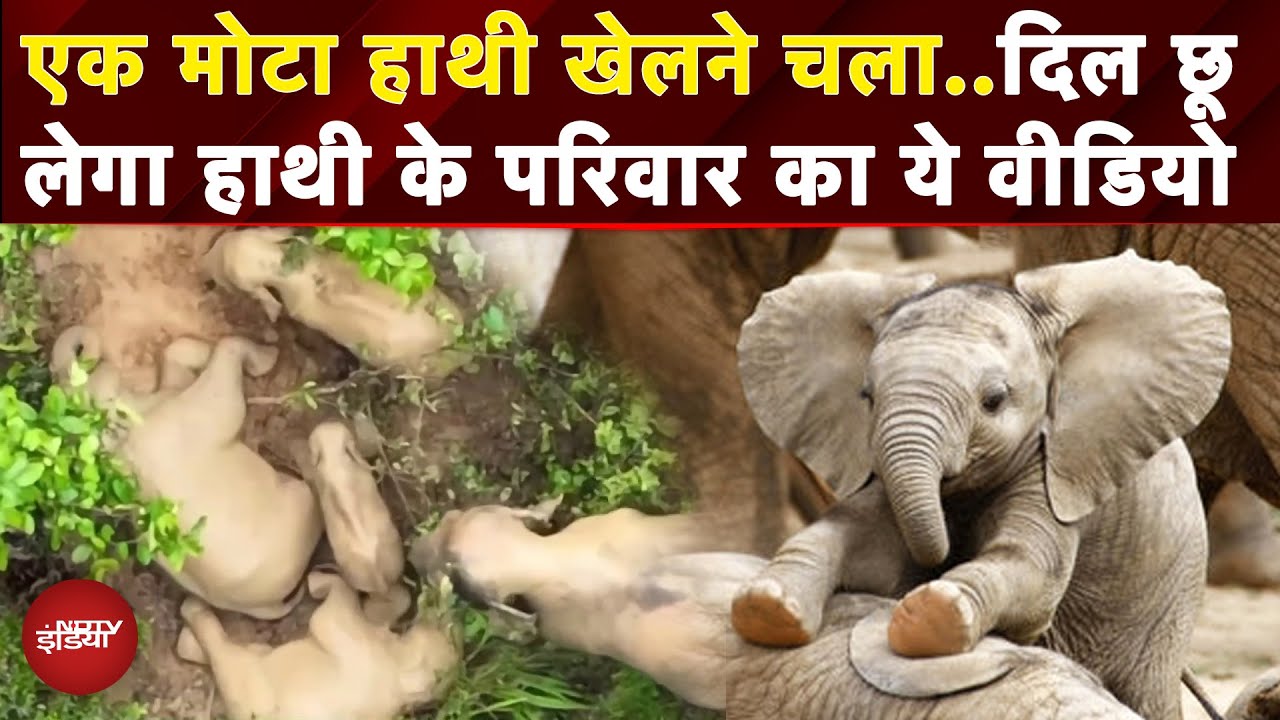 Elephant Viral Video: एक के ऊपर एक, लोट पोट...जब हाथी के परिवार ने कीचड़ में की मस्ती | Baby Elephant