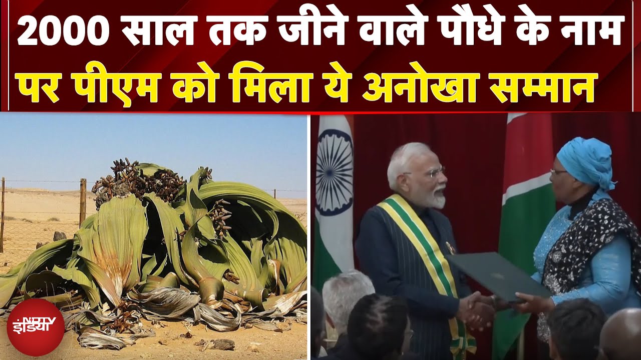 Welwitschia Award: 2000 साल तक जीने वाले पौधे के नाम पर PM Modi को मिला ये अनोखा सम्मान | Namibia
