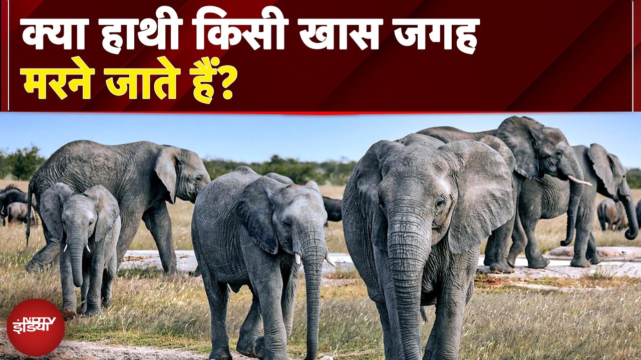 Asia की सबसे बुजुर्ग हथनी 'वत्सला' का निधन, जानें भारत में Elephants की उम्र से जुड़े Facts | NDTV