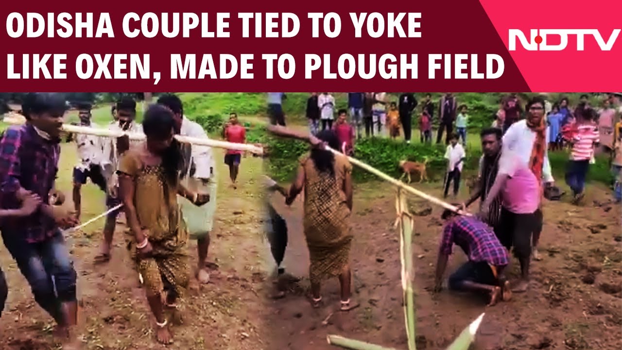 Video: On Camera, Odisha Couple Tied To Yoke Like Oxen, Made To Plough Field