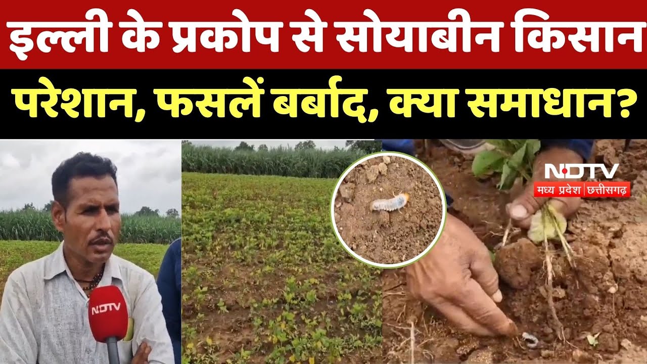 Betul News : Caterpillar के प्रकोप से Soybean Farmer परेशान, फसलें बर्बाद, कौन देगा जवाब Betul News : Caterpillar के प्रकोप से Soybean Farmer परेशान, फसलें बर्बाद, कौन देगा जवाब