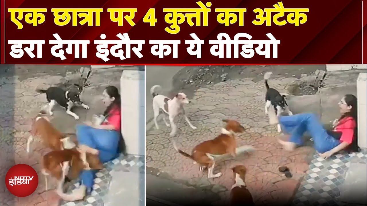 Indore: परीक्षा देने जा रही छात्रा पर एक साथ 4 कुत्तों ने बोला हमला | MP News