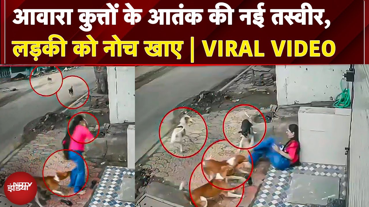 Stray Dogs का आतंक, Indore में College छात्रा पर हमला, देशभर में बढ़ती समस्या, कब लगेगी रोक