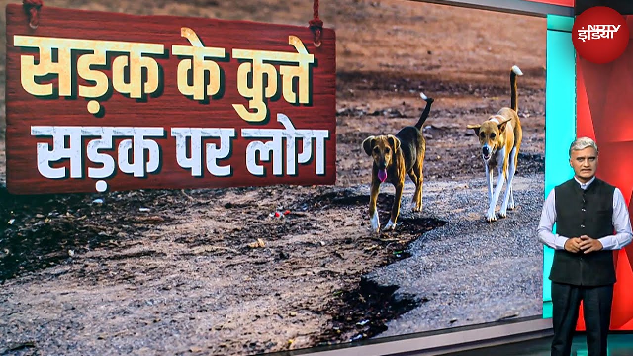 Stray Dogs को लेकर SC में क्या हुई सुनवाई, इंसानों की लापरवाही का खमियाजा कुत्ते क्यों भरें?