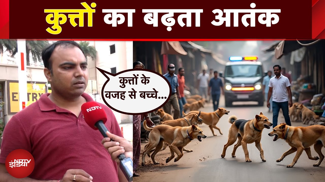 Supreme Court On Stray Dogs: क्यों सोसायटी और सड़क पर कुत्तों को खाना खिलाने पर हो रहा विवाद?