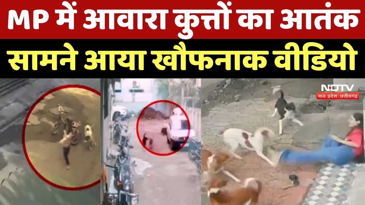 Dog Attack In MP : Madhya Pradesh में आवारा कुत्तों का आतंक, सामने आया खौफनाक Video