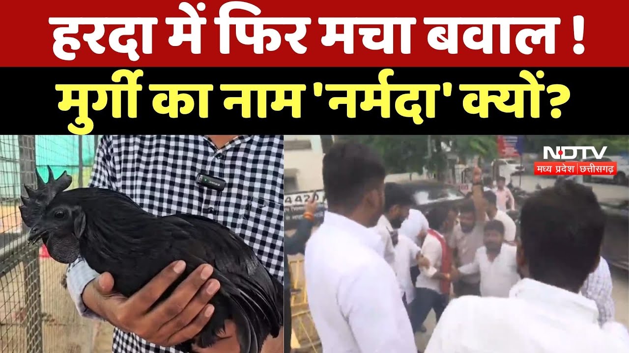 Narmada Chicken Controversy : मुर्गी की प्रजाति के नाम पर विवाद, Harda में फिर मचा बवाल !
