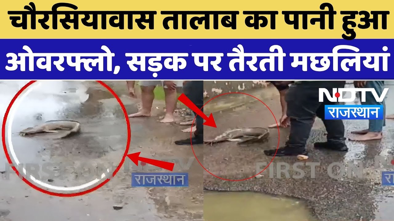 Ajmer Flood: चौरसियावास तालाब का पानी हुआ ओवरफ्लो, सड़क पर तैरती मछलियां | Video Viral | Heavy Rain