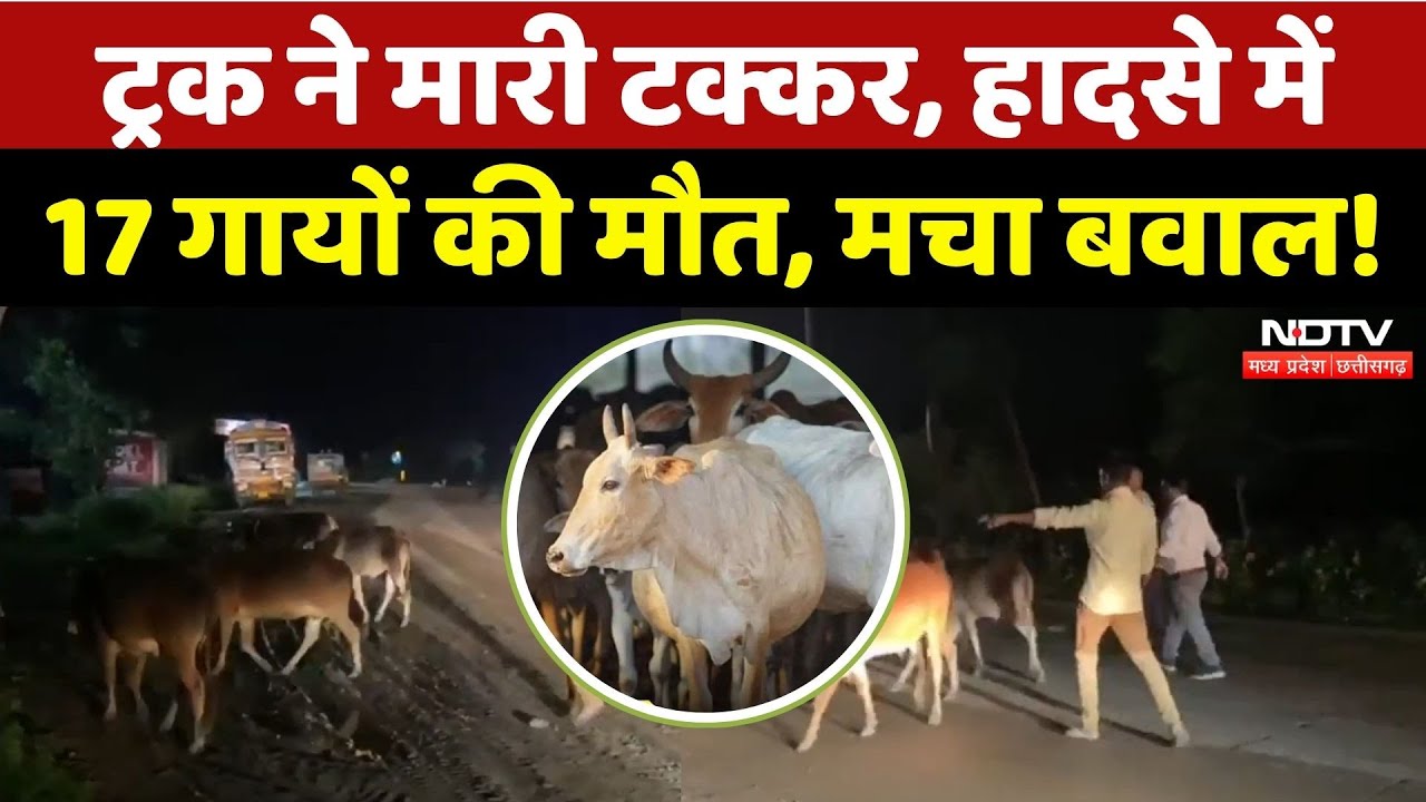 Bilaspur में Truck की टक्कर में 17 गायों की मौत, लोगों में भड़का गुस्सा | Breaking | CG | Top News