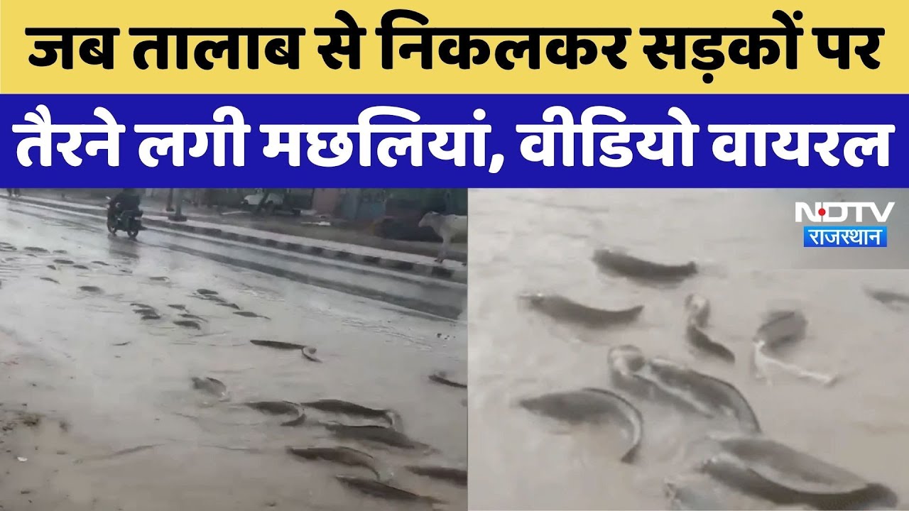 Monsoon 2025: Rajasthan शहर बना समंदर, सड़कों पर तैरने लगीं मछलियां | Heavy Rain