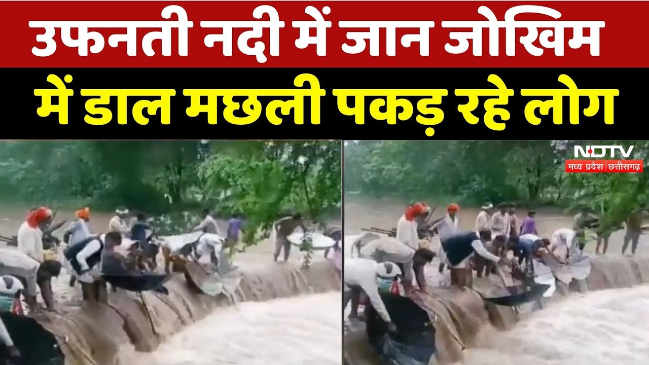 Guna Viral Video: उफनती नदी में जान जोखिम में डाल मछली पकड़ रहे लोग | Rain | Monsoon | Latest News