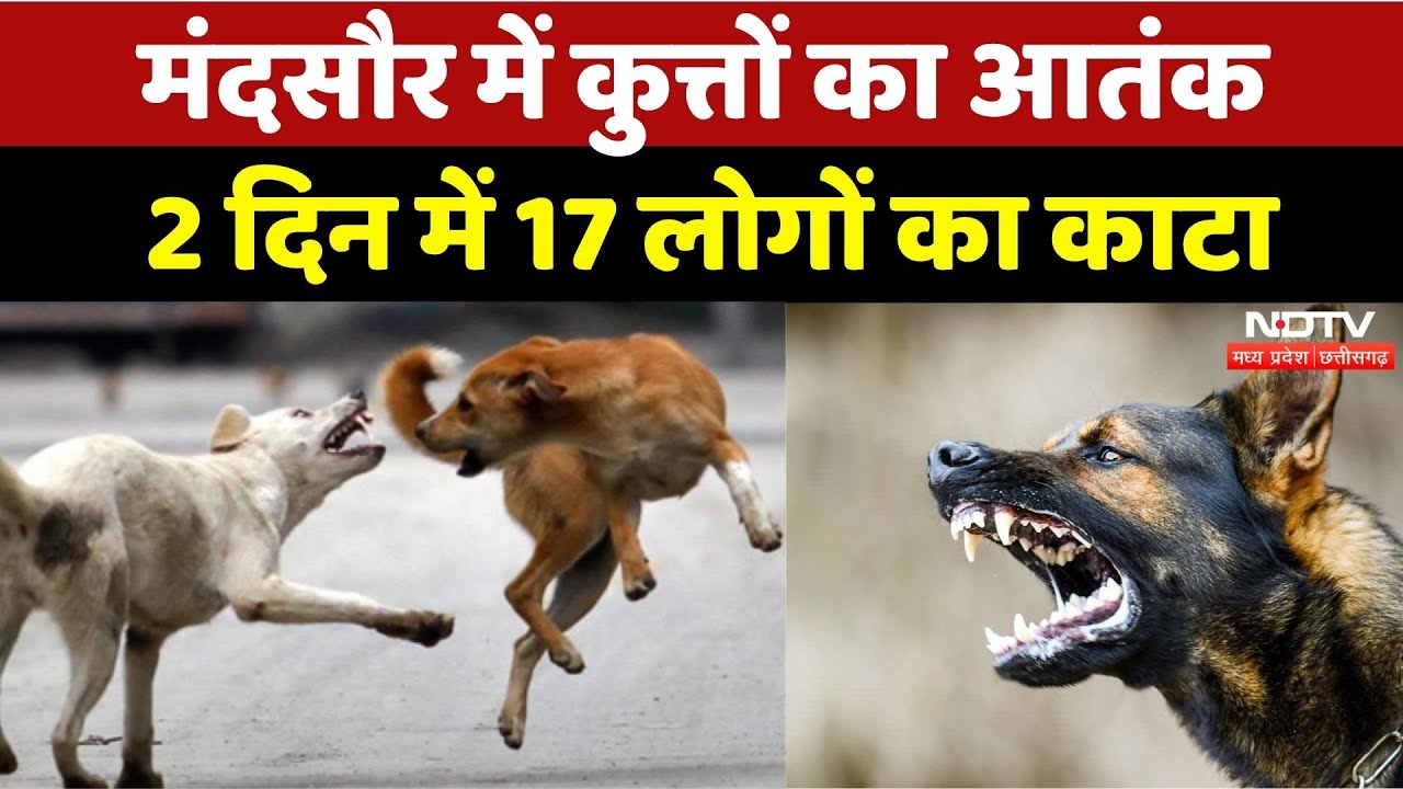 Stray Dogs Terror: 2 दिन में 17 लोगों का काटा, Mandsaur में कुत्तों से दहशत | Madhya Pradesh News Stray Dogs Terror: 2 दिन में 17 लोगों का काटा, Mandsaur में कुत्तों से दहशत | Madhya Pradesh News