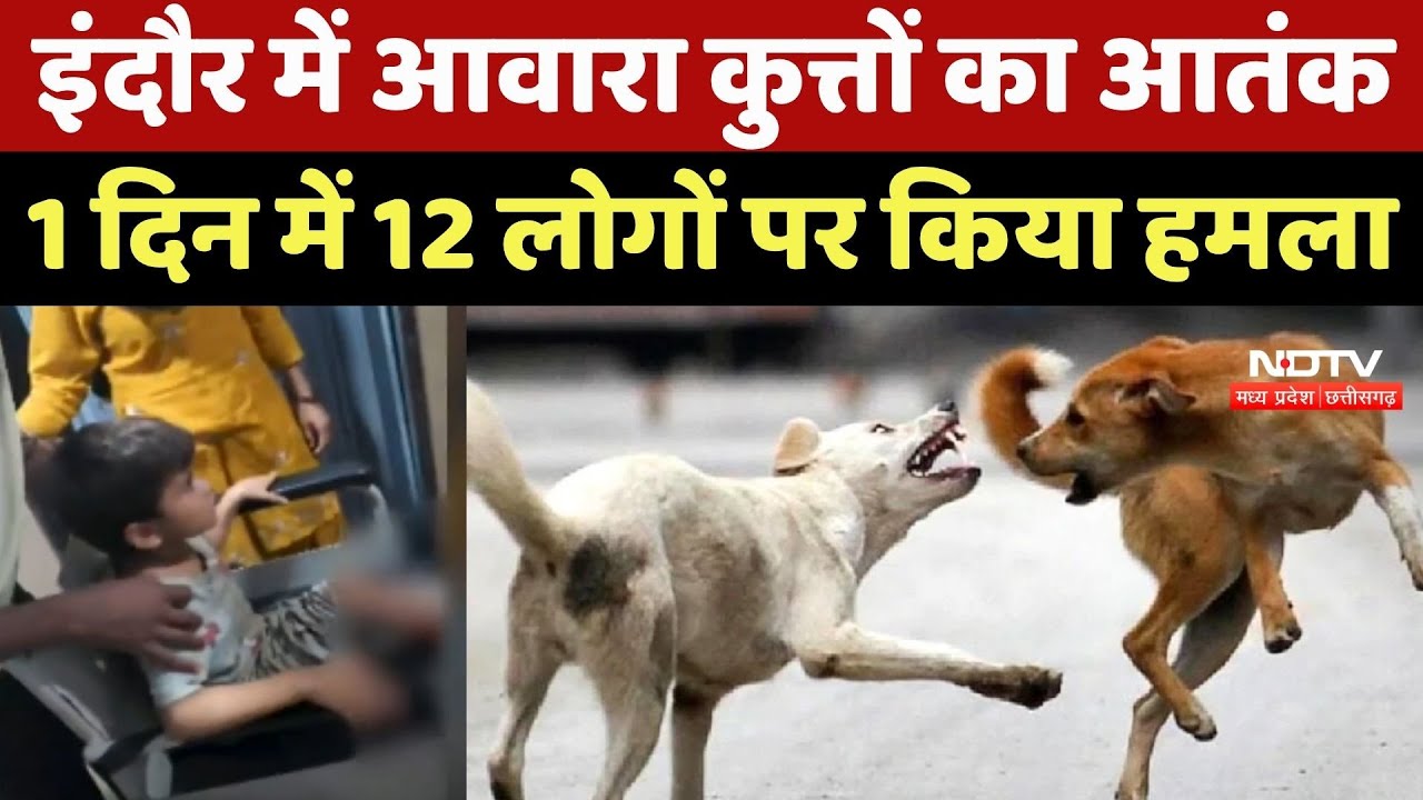 Indore Dog Attack: इंदौर में आवारा कुत्तों का आतंक, 1 दिन में 12 लोगों पर किया हमला Indore Dog Attack: इंदौर में आवारा कुत्तों का आतंक, 1 दिन में 12 लोगों पर किया हमला